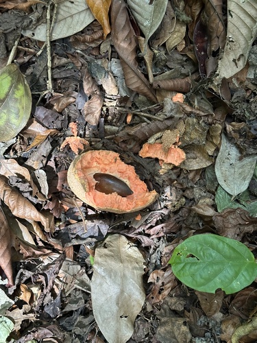 Pouteria sapota