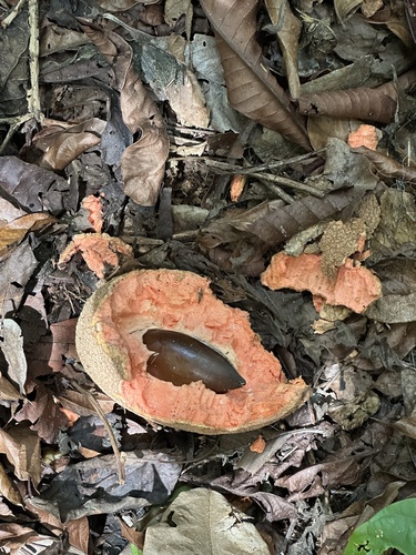 Pouteria sapota