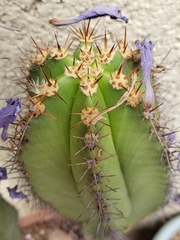 Myrtillocactus schenckii