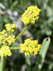 Lomatium triternatum brevifolium