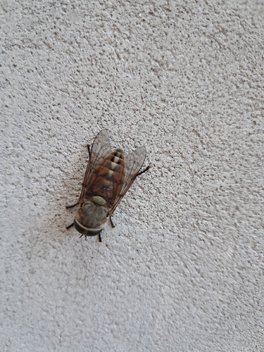 Pale Giant Horsefly