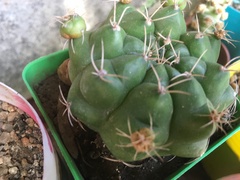 Gymnocalycium