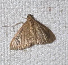 Hyalobathra