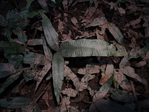 Java fern