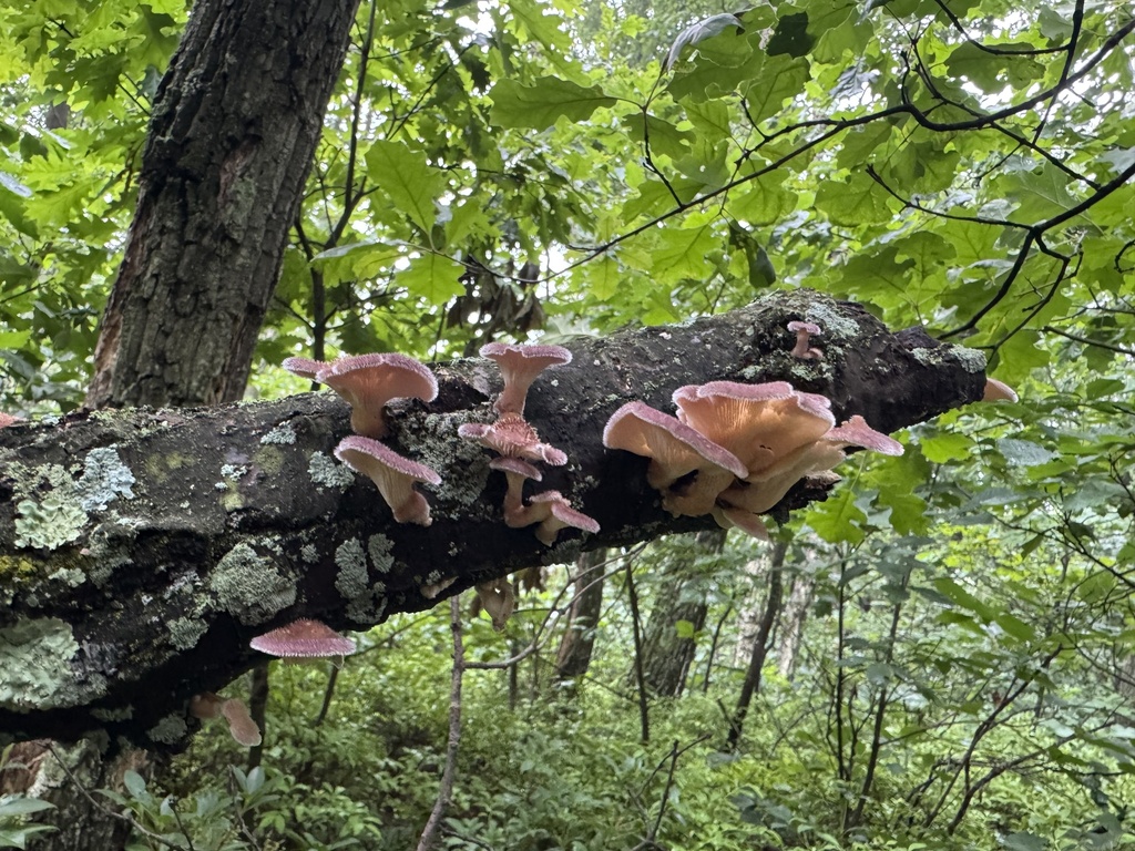 Hairy Oyster Mushroom · July 2026 · photo: Photo: (c) SiphonophoreSlinger, some rights reserved (CC BY) · iNaturalist