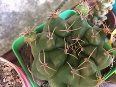 Gymnocalycium