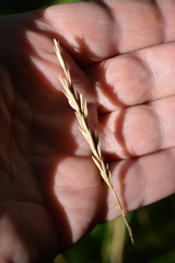Elymus scabrifolius