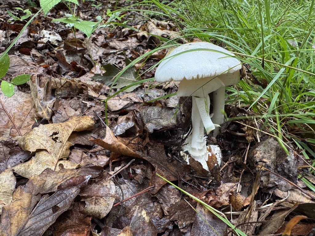 Eastern North American Destroying Angel · July 2026 · photo: Photo: (c) SiphonophoreSlinger, some rights reserved (CC BY) · iNaturalist
