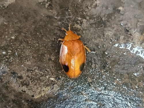 Oides palleata