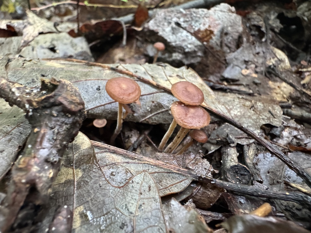 Collybiopsis subnuda · July 2026 · photo: Photo: (c) SiphonophoreSlinger, some rights reserved (CC BY) · iNaturalist