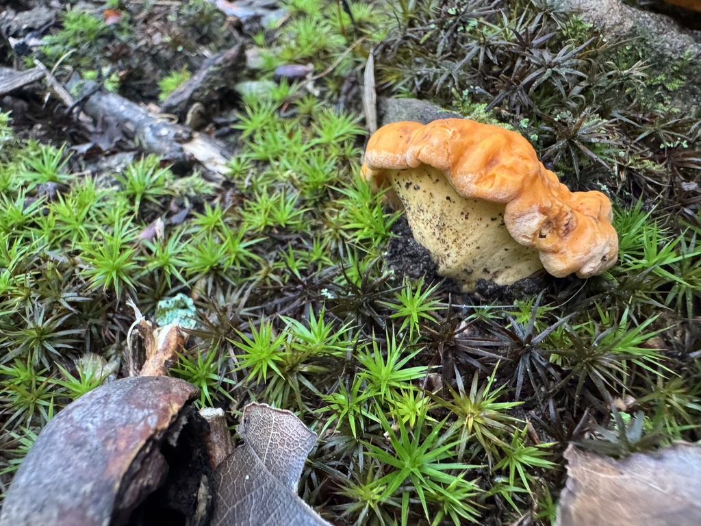 Cantharellus flavolateritius