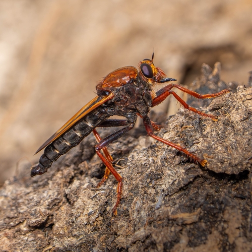 Asilus barbarus