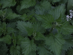 Urtica dioica