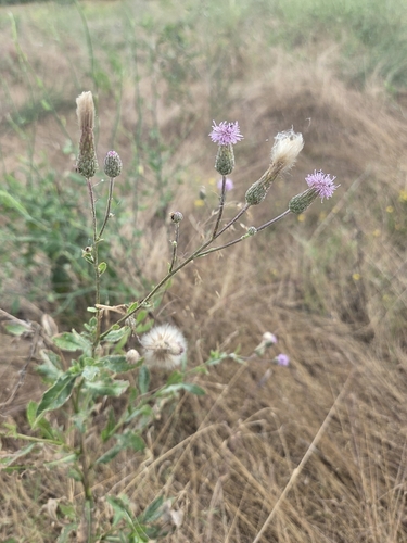 creeping thistle