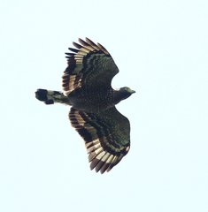 Spilornis holospilus