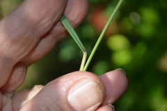 Elymus scabrifolius