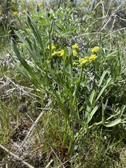 Lomatium triternatum brevifolium