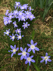 Scilla