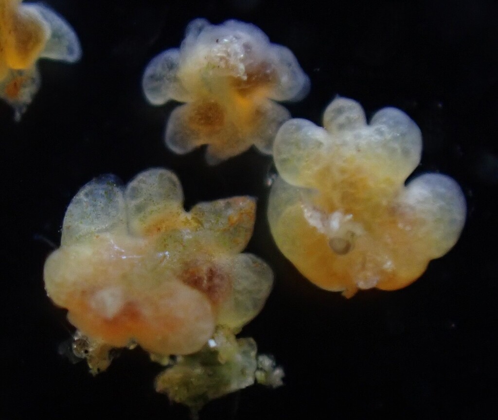 Hemioniscidae