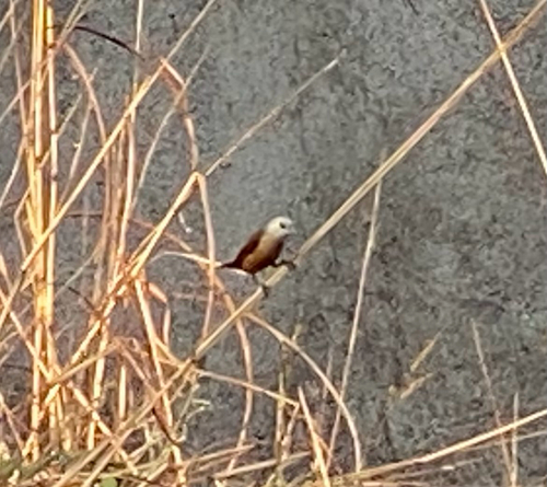 Pale-headed Munia