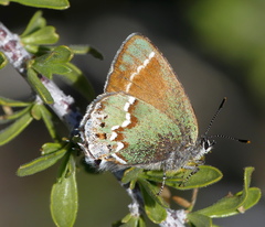 Callophrys gryneus juniperaria