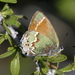 Cedar Hairstreak - Photo (c) bdog, some rights reserved (CC BY-NC), uploaded by bdog