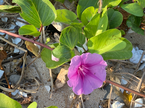 Beach Morning Glory
