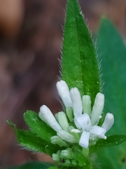 Asperula taurina