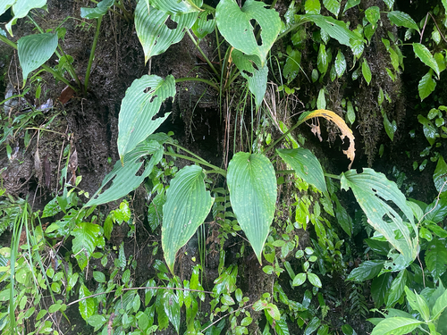 Hosta kikutii iNat (1)
