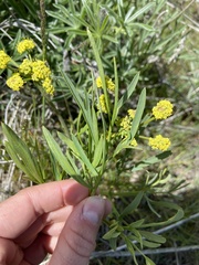 Lomatium triternatum brevifolium
