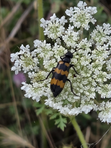 Mylabris variabilis