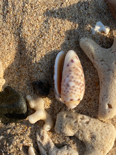 Oliva amethystina
