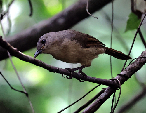 Brown-cheeked Fulvetta (Alcippe poioicephala), photo 5