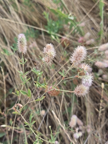 rabbitfoot clover
