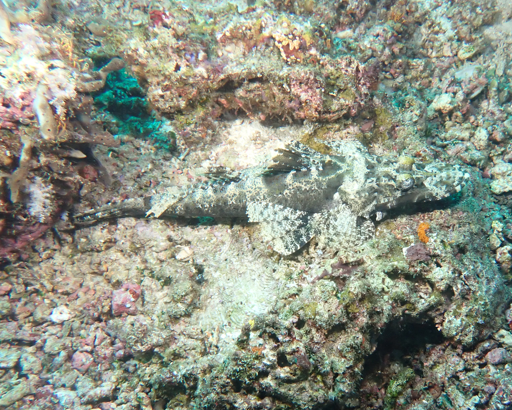 Crocodile fish