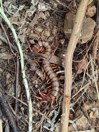 Scolopendra lufengia