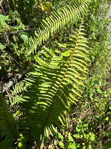 Nephrolepis hirsutula observed 2026-07-07