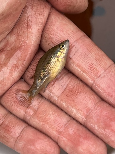 Western Pygmy Perch