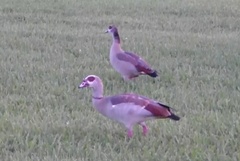 Alopochen aegyptiaca