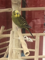 Melopsittacus