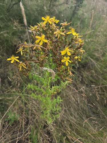 Common St. John's Wort