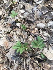 Hydrophyllum virginianum