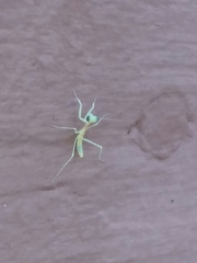 Stagmomantis limbata