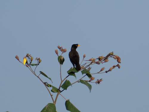 Javan Myna