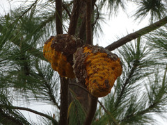 Cronartium conigenum