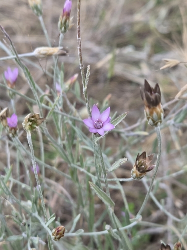 Xeranthemum cylindraceum