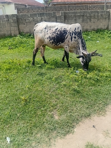 Domestic Cattle