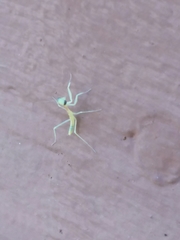 Stagmomantis limbata
