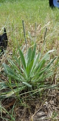 Plantago hookeriana