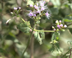 Tamaulipa azurea
